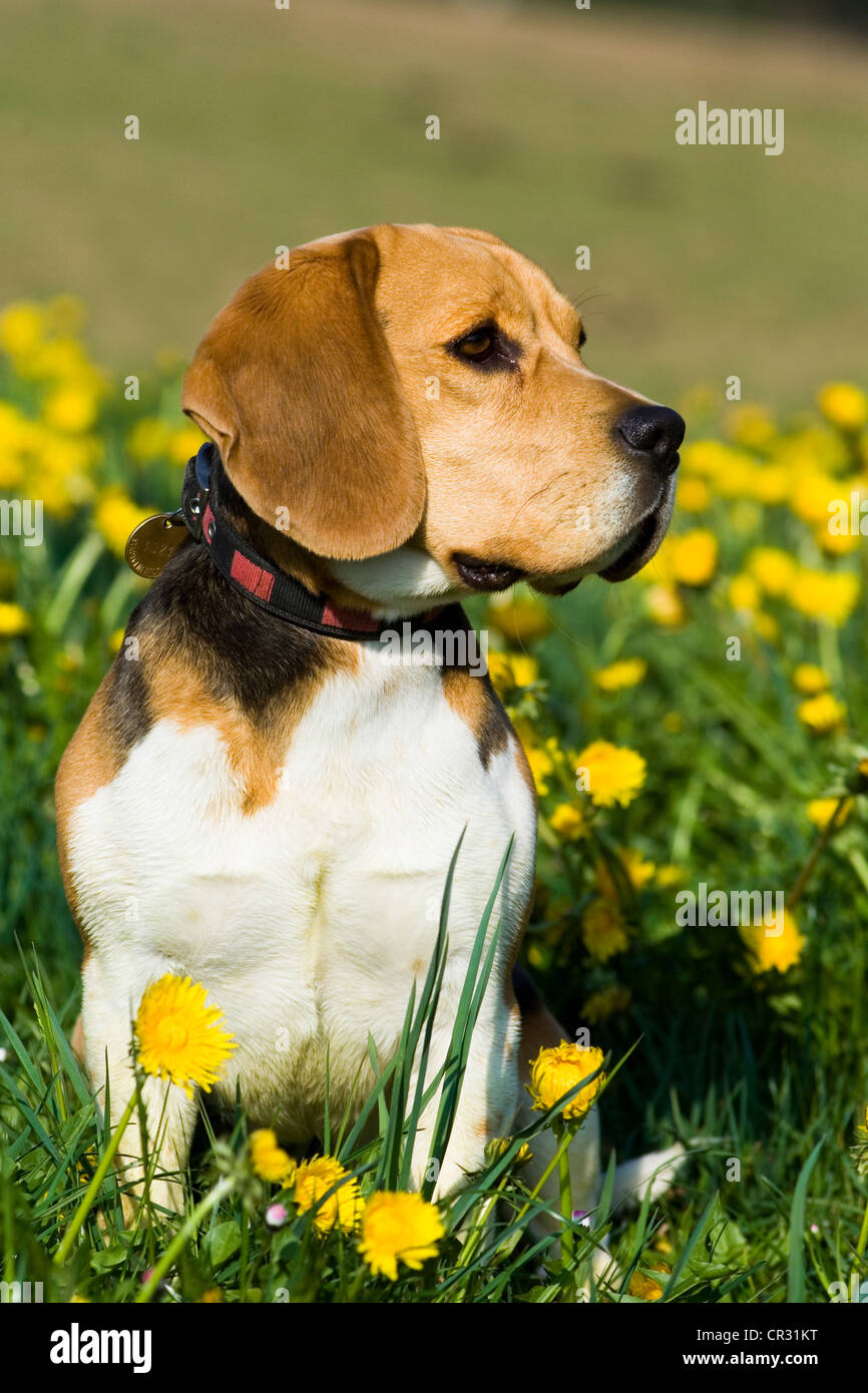 Beagle seduto nel prato di dente di leone Foto Stock