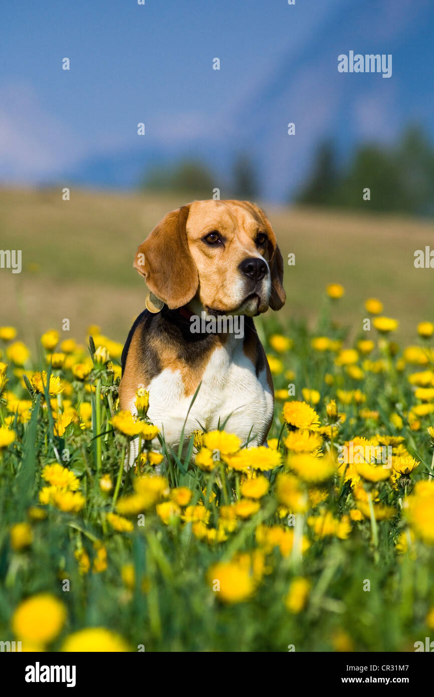 Beagle seduto nel prato di dente di leone Foto Stock