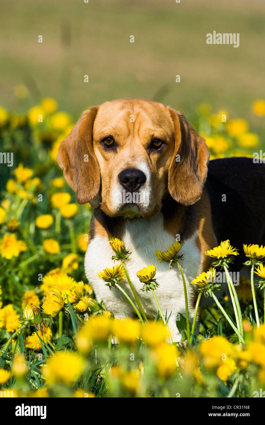 Beagle in piedi nel prato di dente di leone Foto Stock