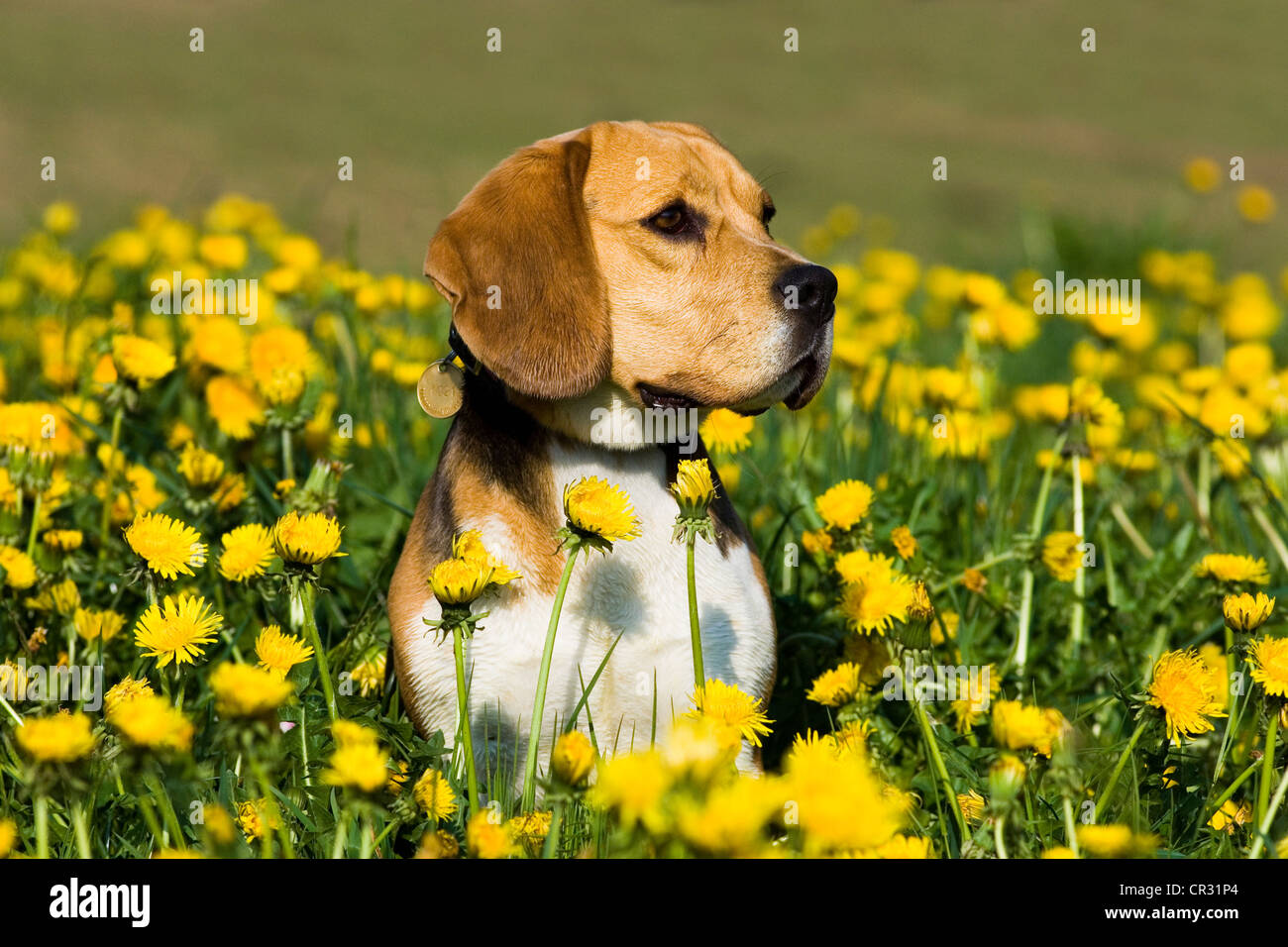 Beagle in piedi nel prato di dente di leone Foto Stock