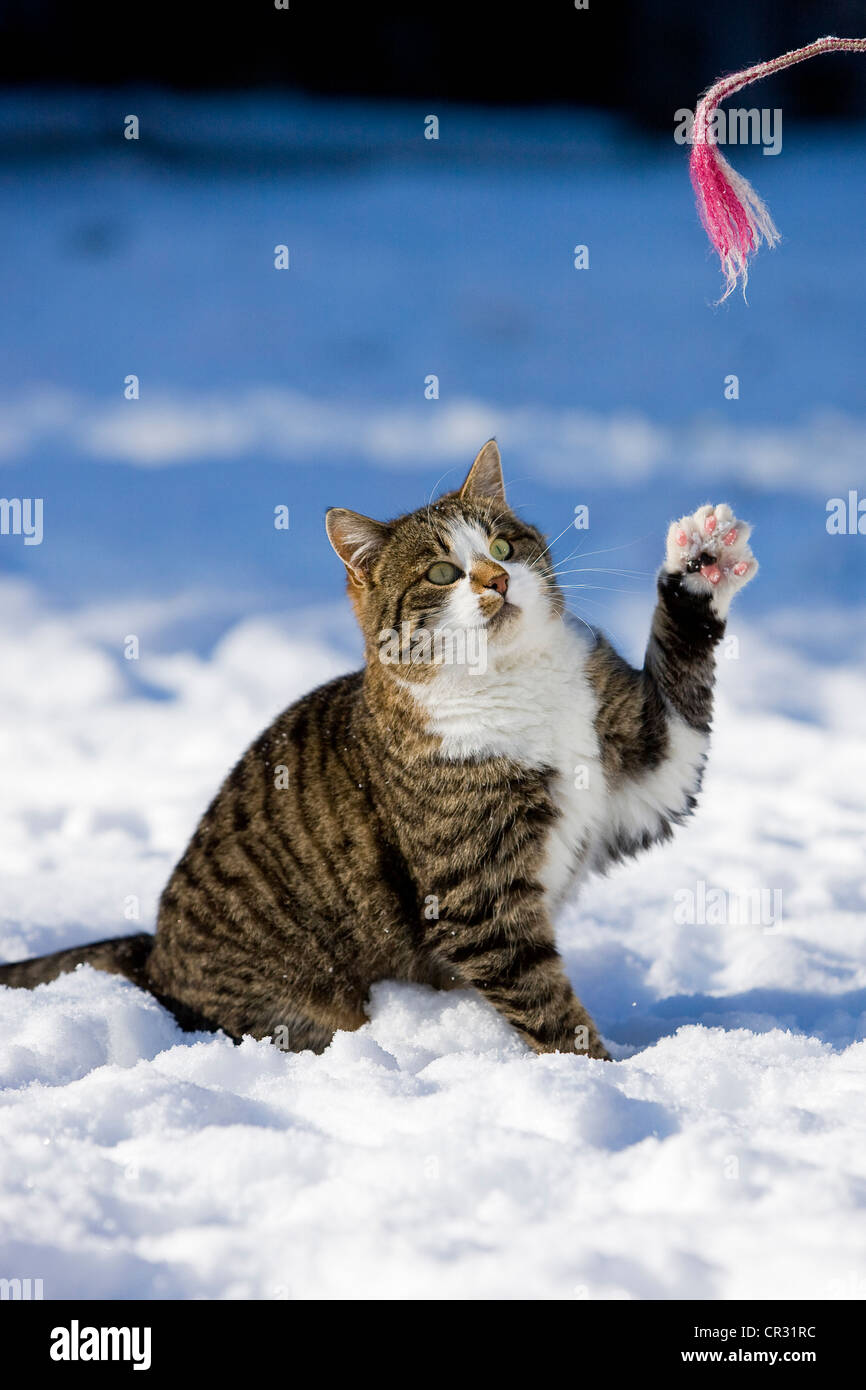 Tabby cat nella neve, cercando di raggiungere una stringa con le sue zampe, Tirolo del nord, Austria, Europa Foto Stock