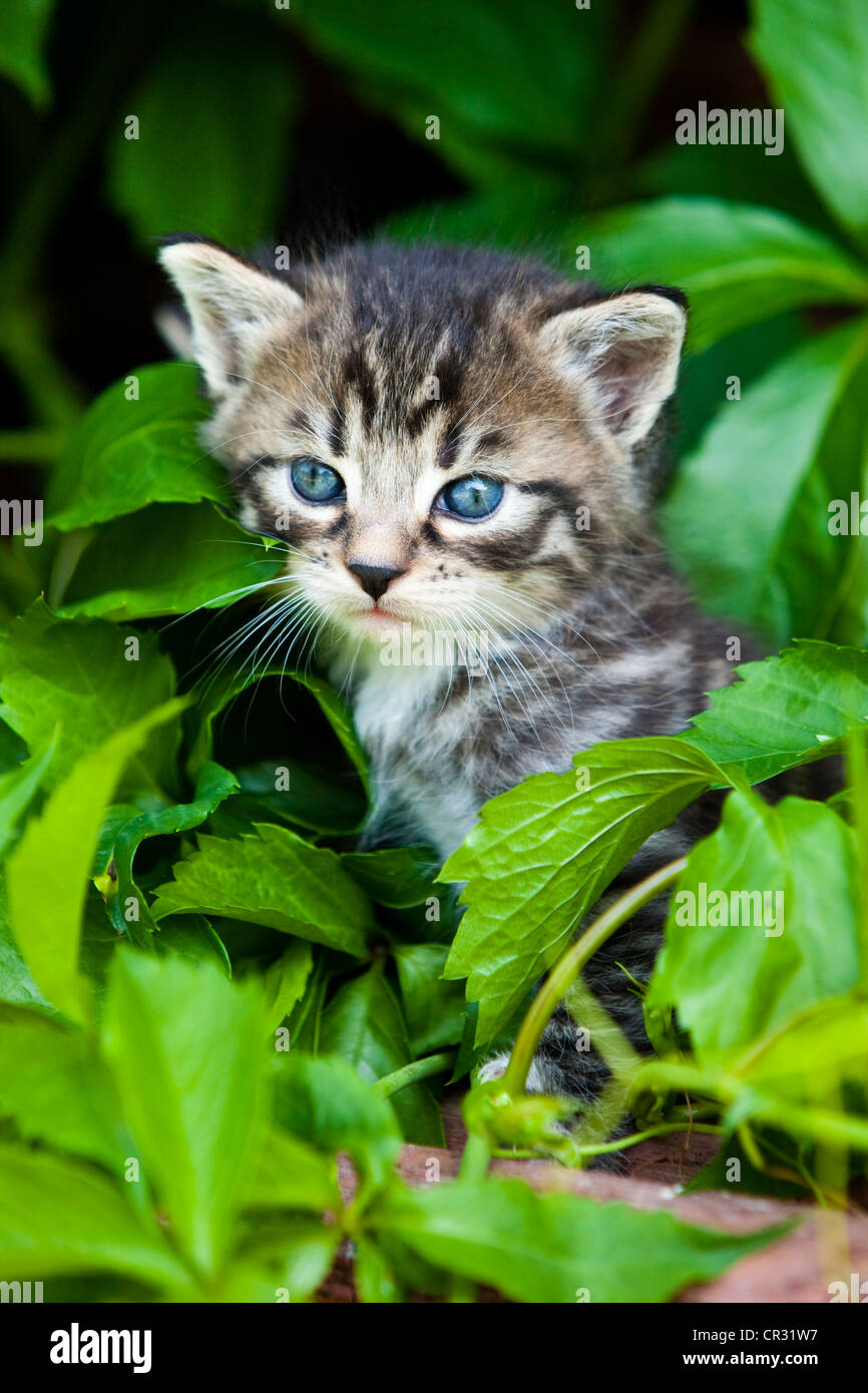 Grigio tabby gatto di casa, gattino, Tirolo del nord, Austria, Europa Foto Stock