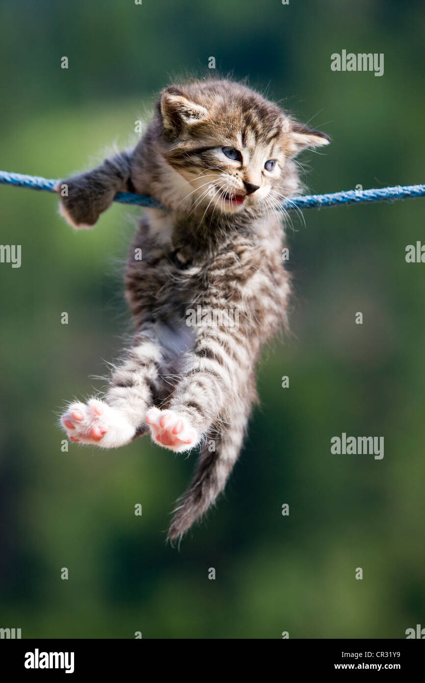 Grigio tabby gattino appeso su uno stendibiancheria, Tirolo del nord, Austria, Europa Foto Stock