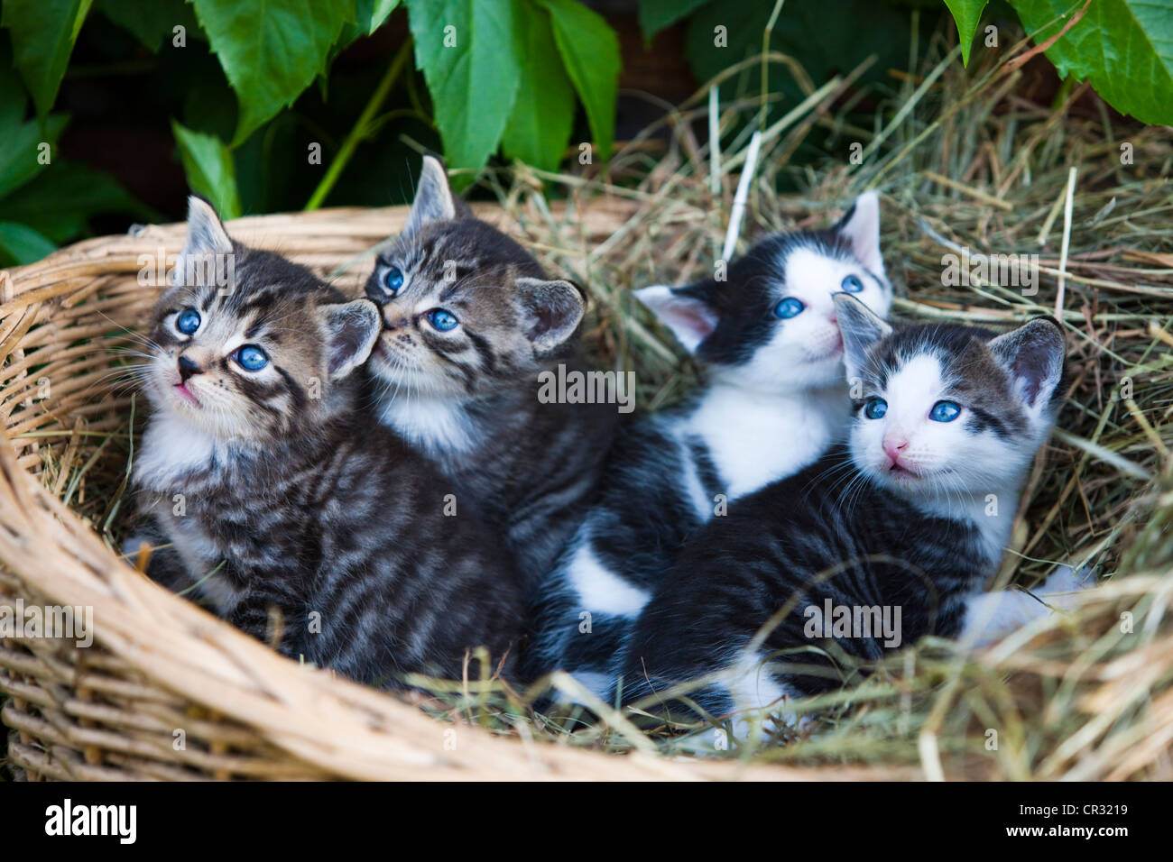 Grigio tabby gattini giacente in un cestello, Tirolo del nord, Austria, Europa Foto Stock
