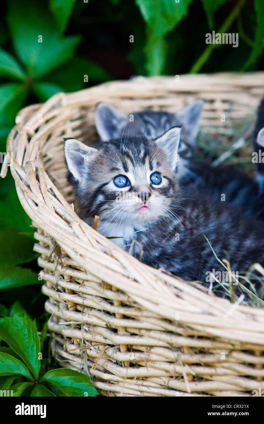 Grigio tabby gattini giacente in un cestello, Tirolo del nord, Austria, Europa Foto Stock
