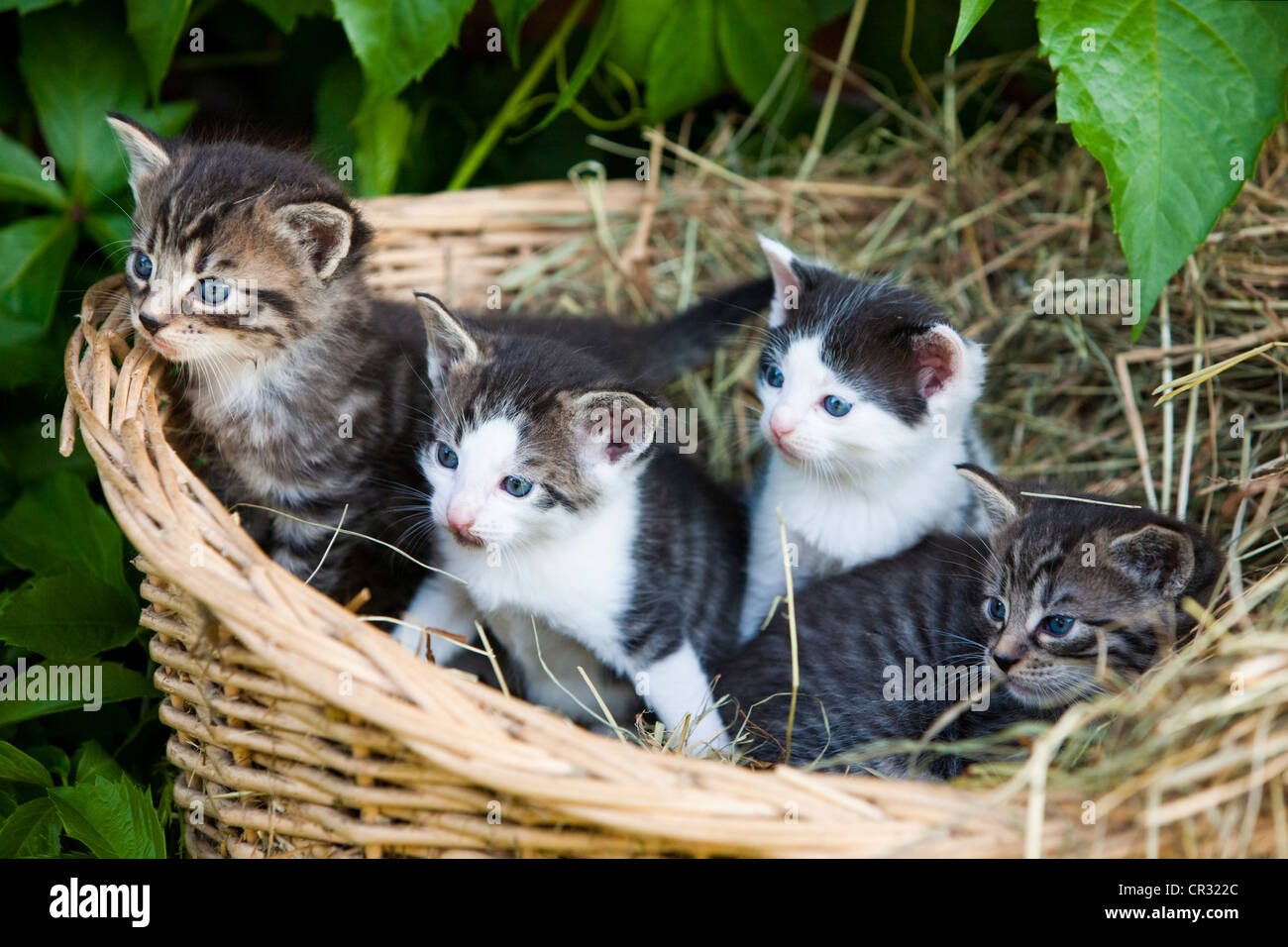 Grigio tabby gattini seduti in un cestello, Tirolo del nord, Austria, Europa Foto Stock