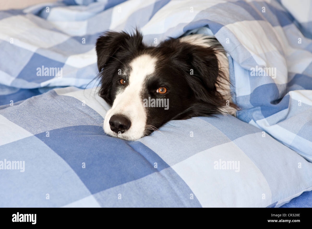 Il cane è sdraiato sul letto, Border Collie Foto Stock
