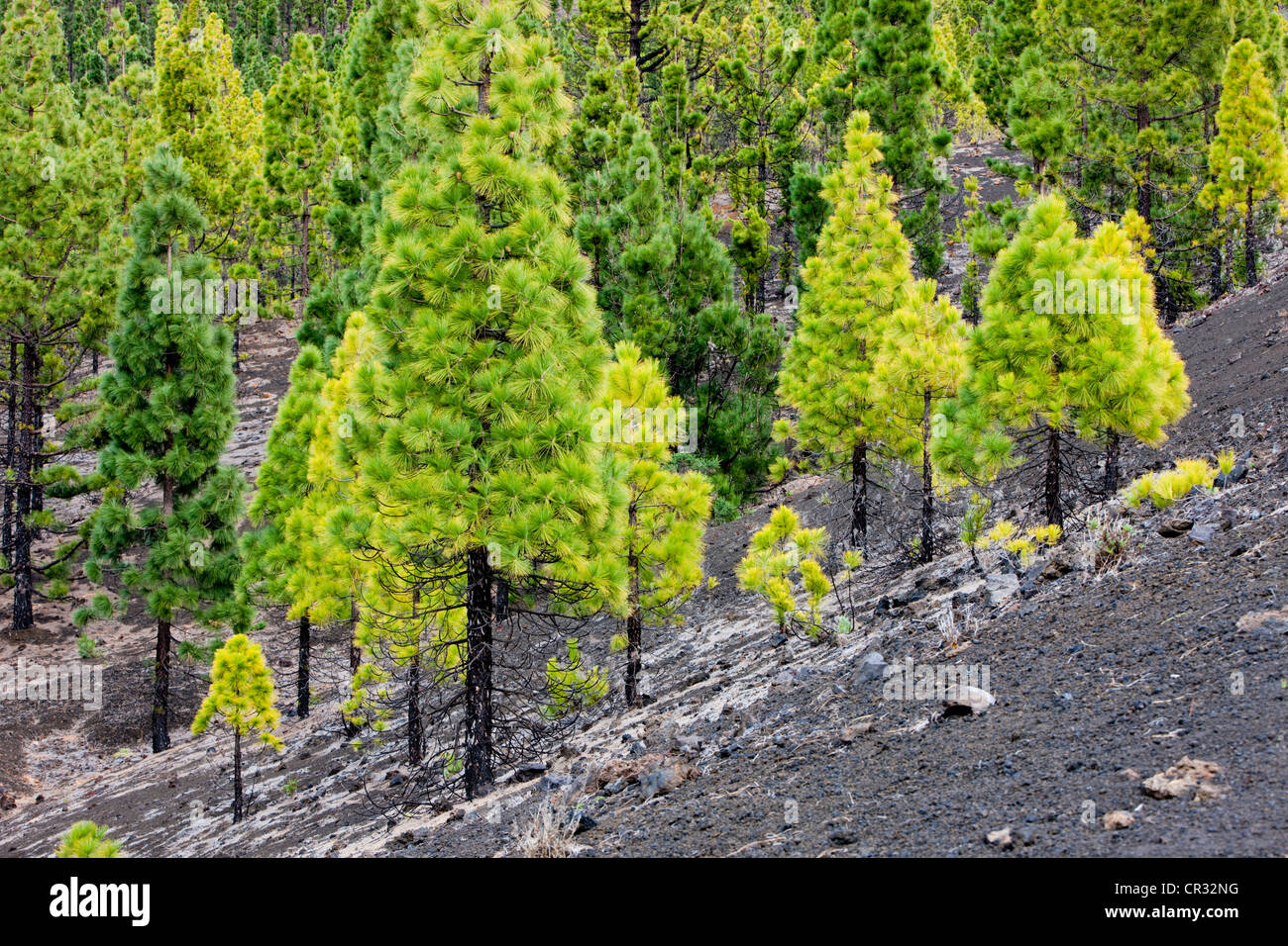 Giovani alberi di pino che cresce su roccia vulcanica nel Parco Nazionale di Teide, sito Patrimonio Mondiale dell'UNESCO, Tenerife, Isole Canarie Foto Stock