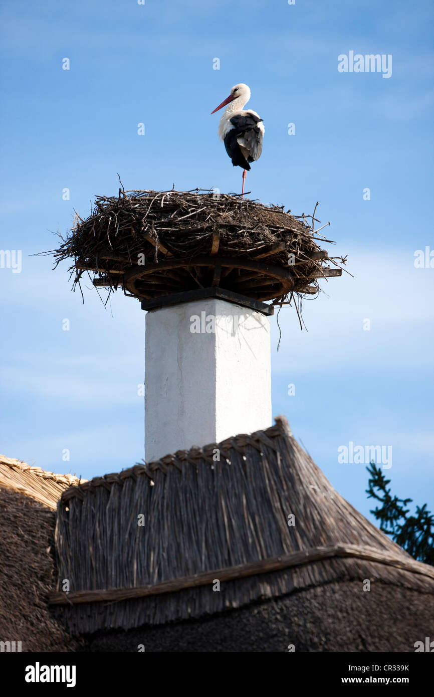 Cicogna bianca (Ciconia ciconia) allevamento su un camino su un tetto di paglia, il lago di Neusiedl Parco Nazionale Seewinkel, Burgenland Foto Stock