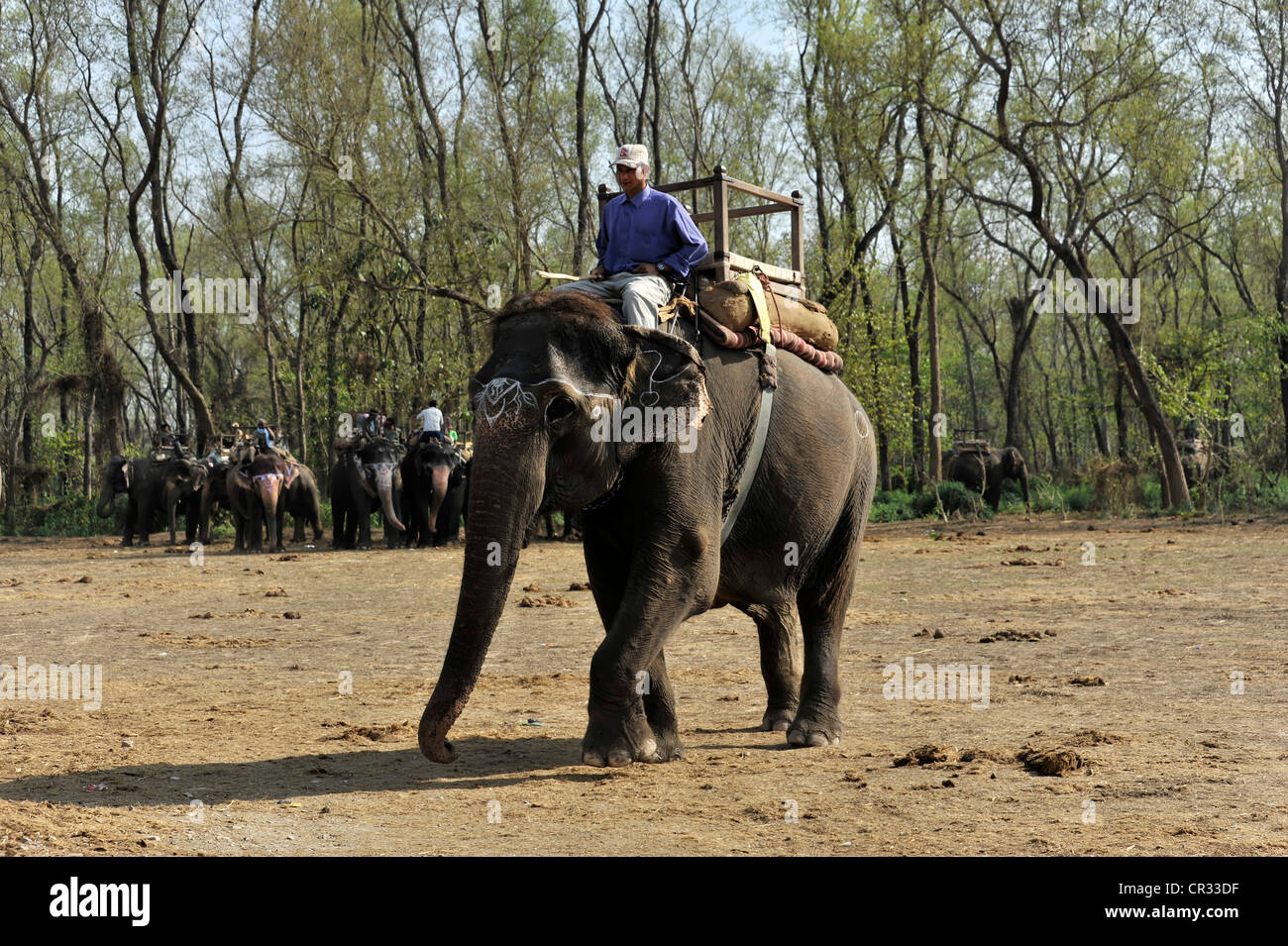 Mahout, elefante Asiatico (Elephas maximus), elefante safari, Chitwan il parco nazionale, Nepal, Asia Foto Stock