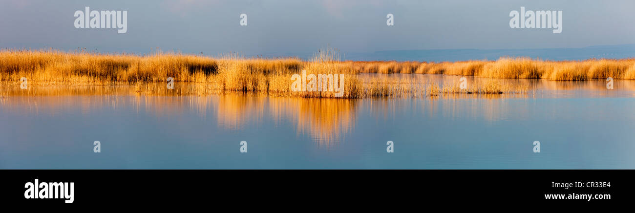 Canne sul Lago Neusiedl, lago di Neusiedl Parco Nazionale Seewinkel, Burgenland, Austria, Europa Foto Stock