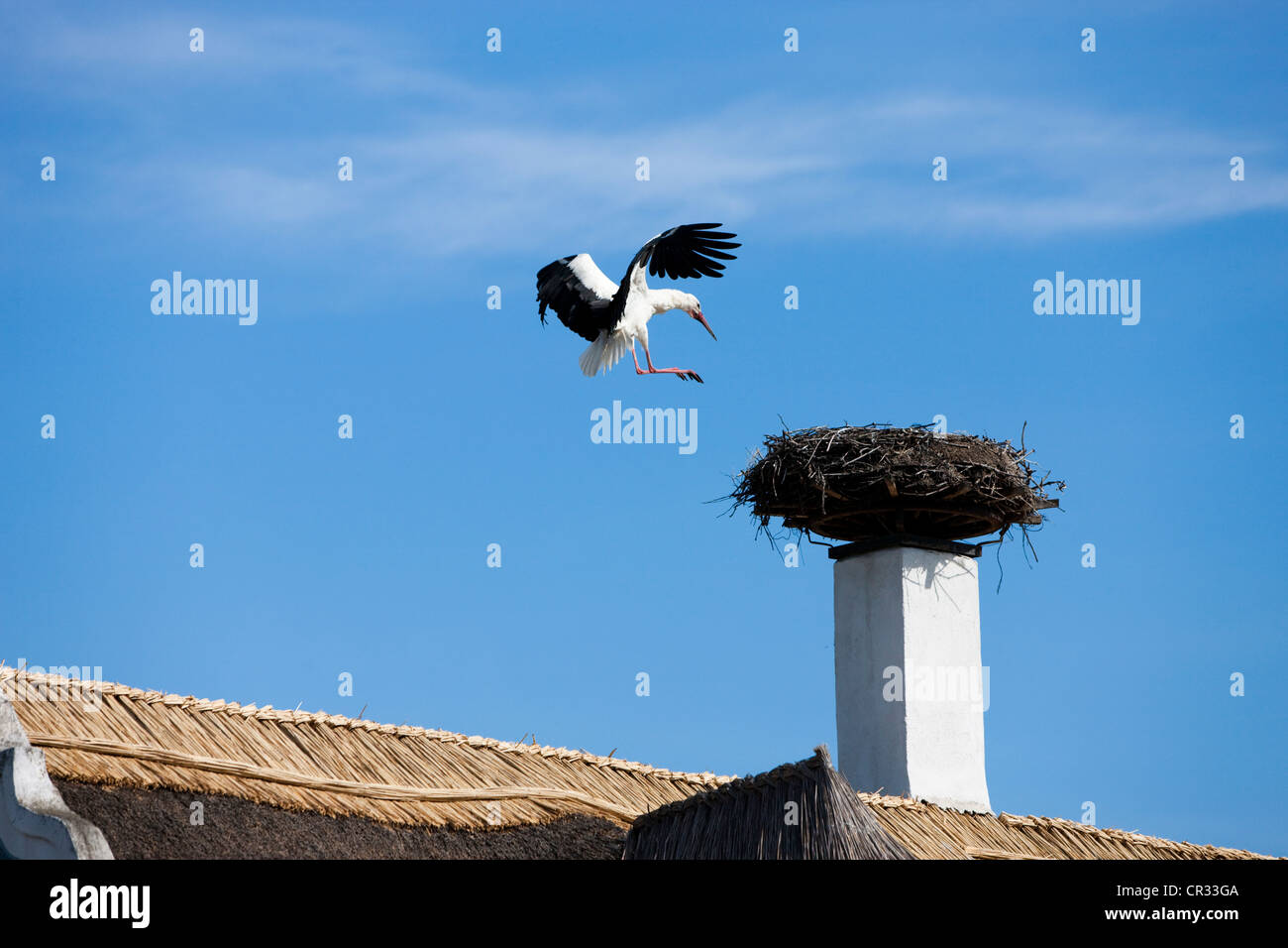 Cicogna bianca (Ciconia ciconia) raggiungendo il nido su un camino su un tetto di paglia, il lago di Neusiedl Parco Nazionale Seewinkel Foto Stock