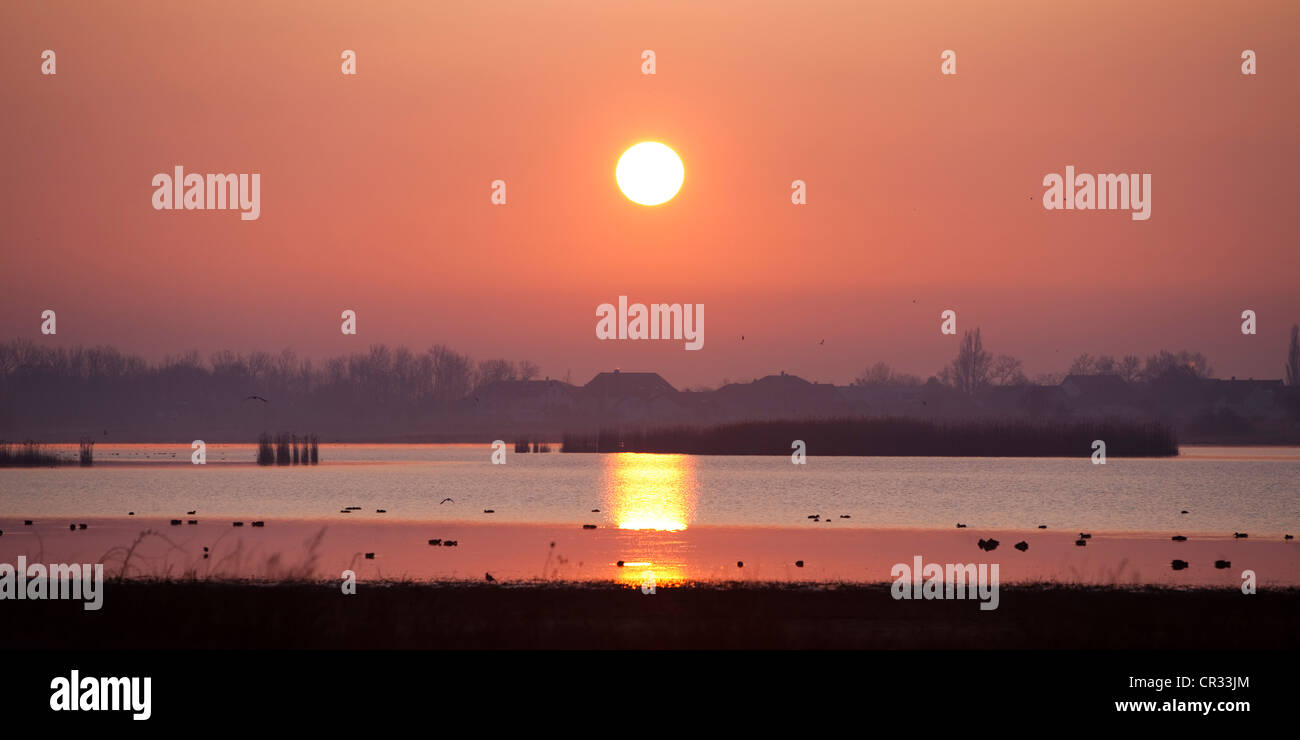Sunrise nel lago di Neusiedl Parco Nazionale Seewinkel vicino a Illmitz, Burgenland, Austria, Europa Foto Stock