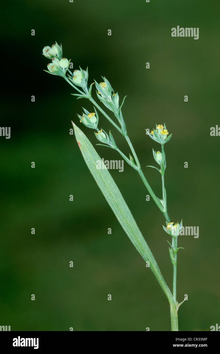 Snello HARE'S-orecchio Bupleurum tenuissimum (Apiaceae) Foto Stock