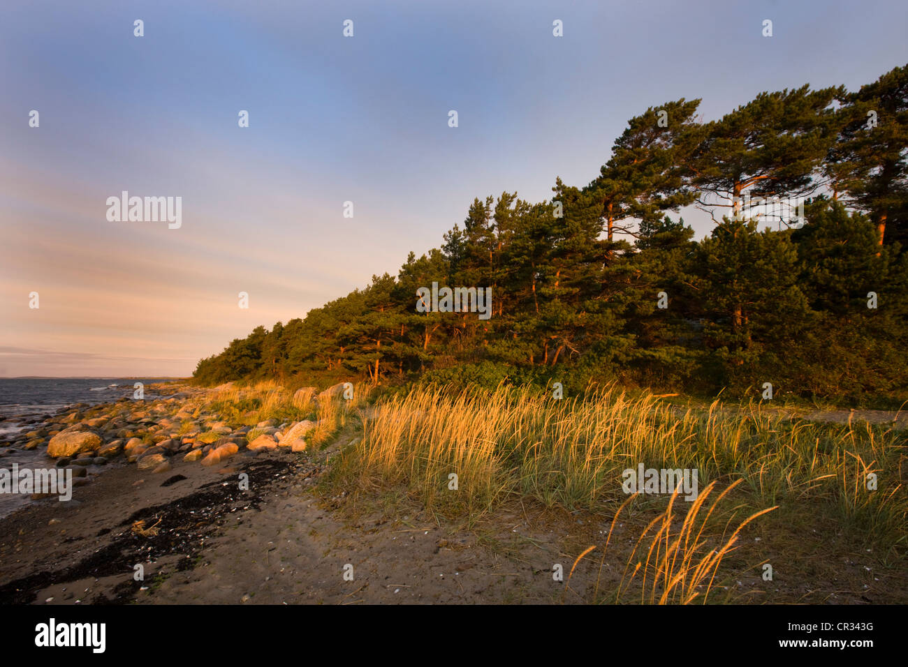 Foresta costiera sull'Oslofjord, Norvegia, Scandinavia, Europa Foto Stock