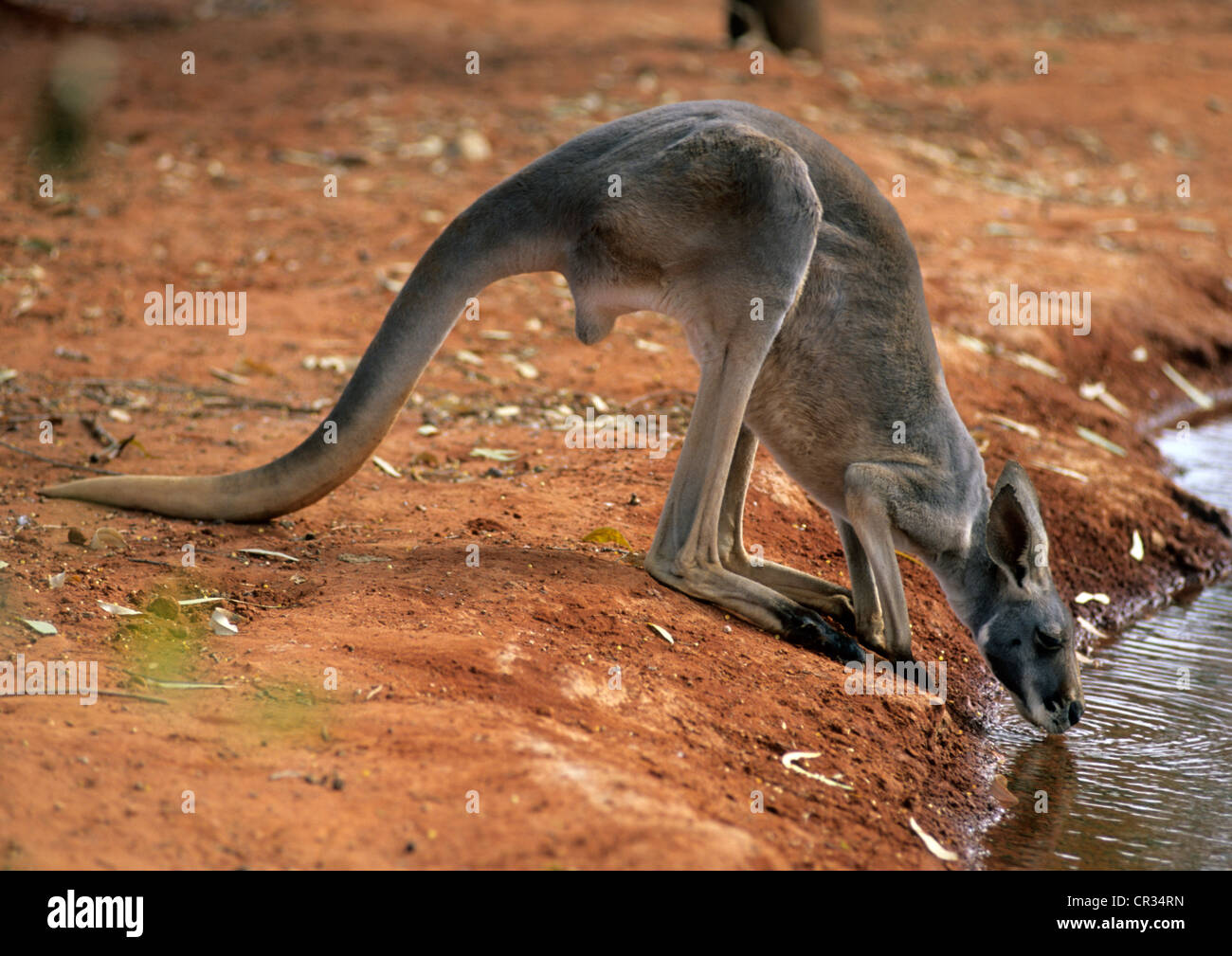 Australia, Territorio del Nord, canguro bere in corrispondenza di un foro di irrigazione Foto Stock