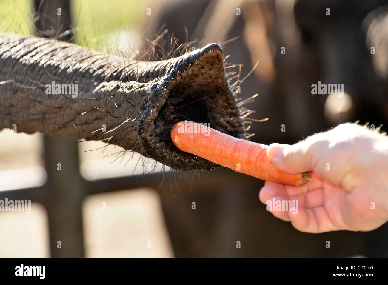 Savana Africana Elefante africano (Loxodonta africana africana), linea essendo alimentato con una carota, Serengeti Park Parco divertimenti Foto Stock