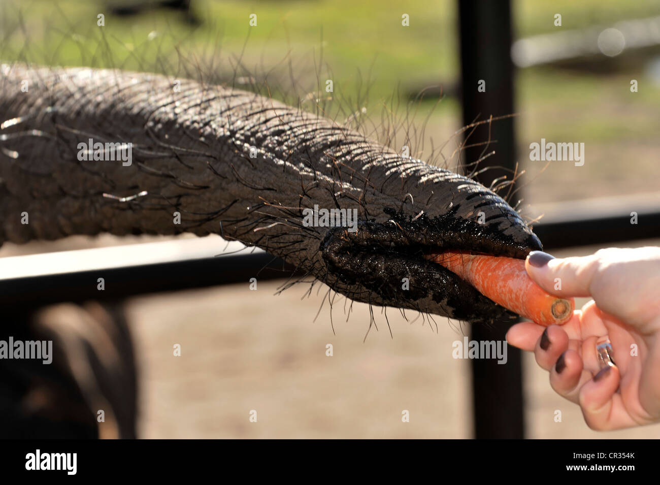 Savana Africana Elefante africano (Loxodonta africana africana), linea essendo alimentato con una carota, Serengeti Park Parco divertimenti Foto Stock