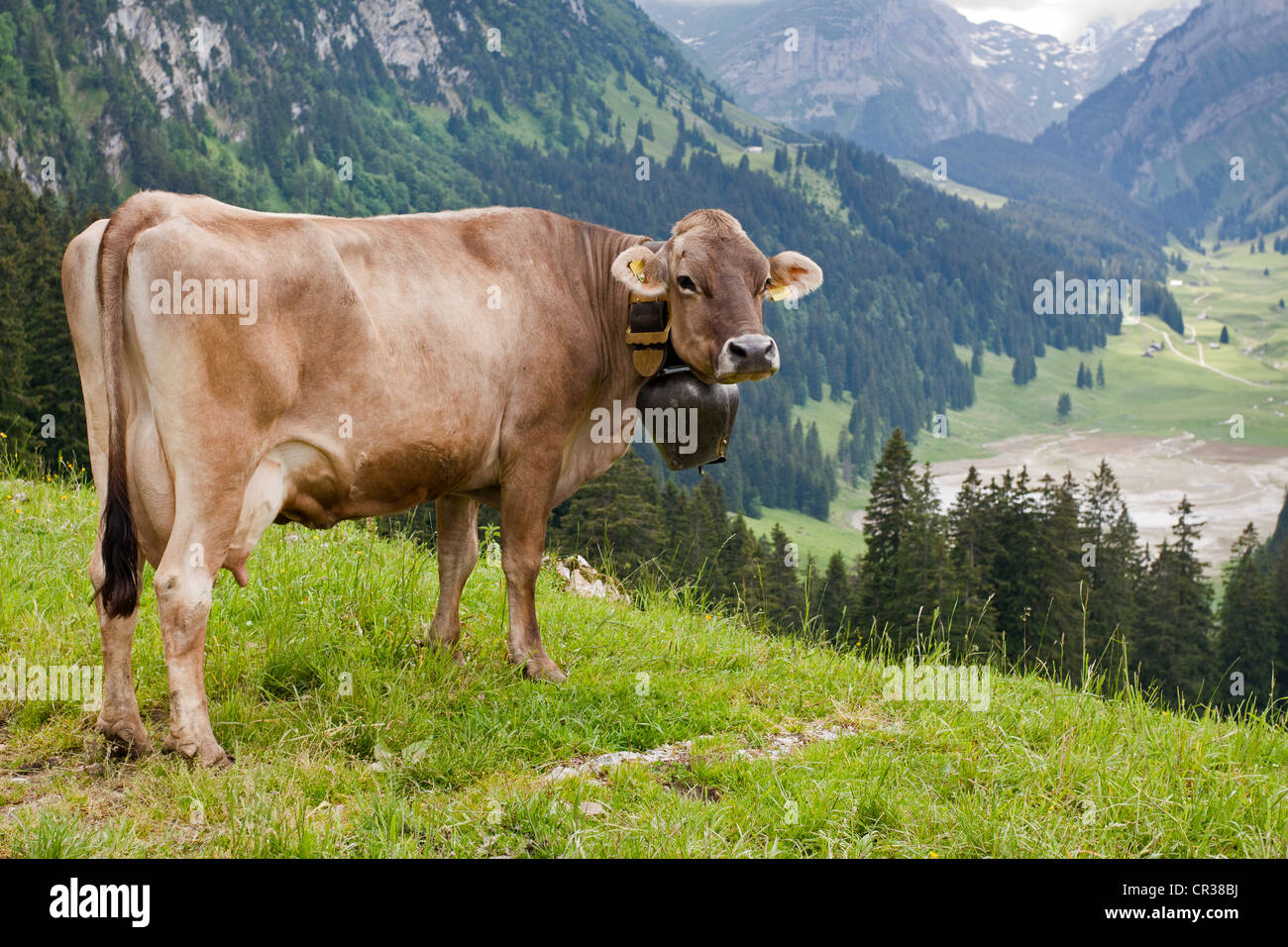 In Svizzera bovini di Razza Braunvieh (Bos taurus primigenius), a Soll alp, pascoli di montagna con vista panoramica verso il lago Saemtisersee, Appenzell Foto Stock