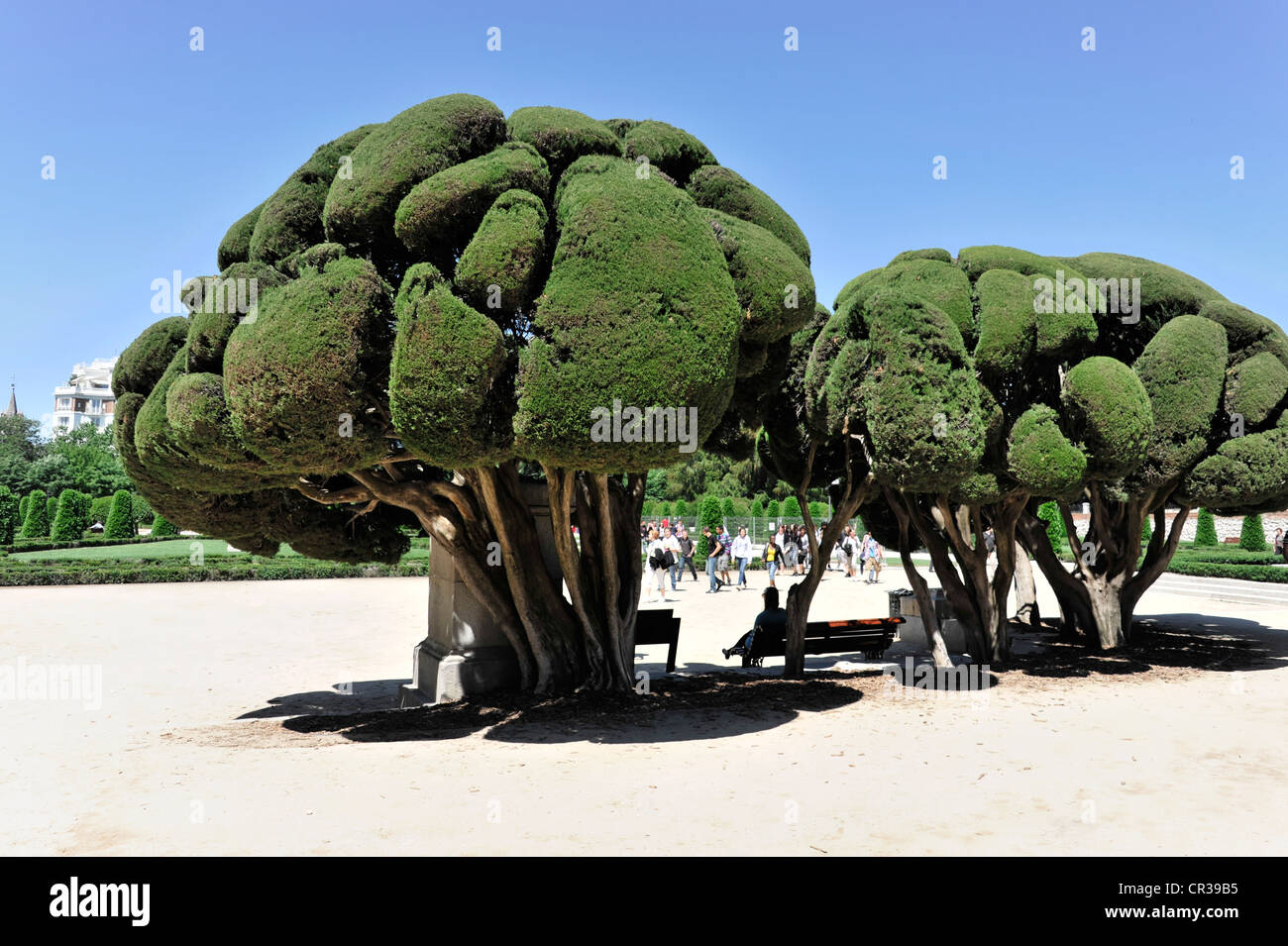 Mediterraneo cipresso (Cupressus sempervirens), il Parque del Retiro di Madrid, Spagna, Europa Foto Stock