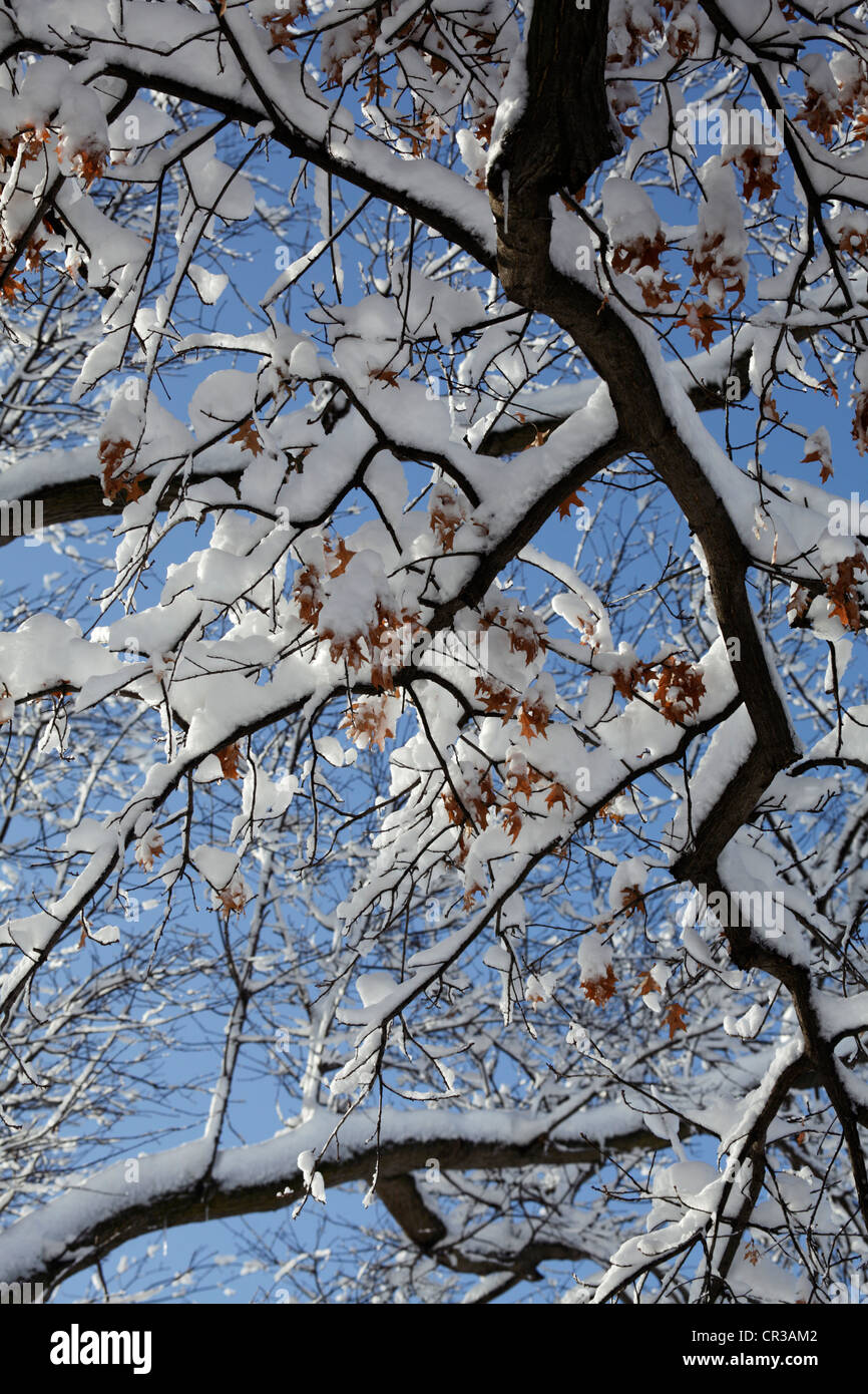 Coperte di neve rami di quercia, con un paio di foglie di colore marrone. Foto Stock