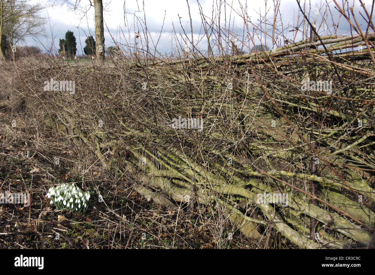 Neo-posati hedge. Un esempio di una buona campagna di manutenzione. Foto Stock