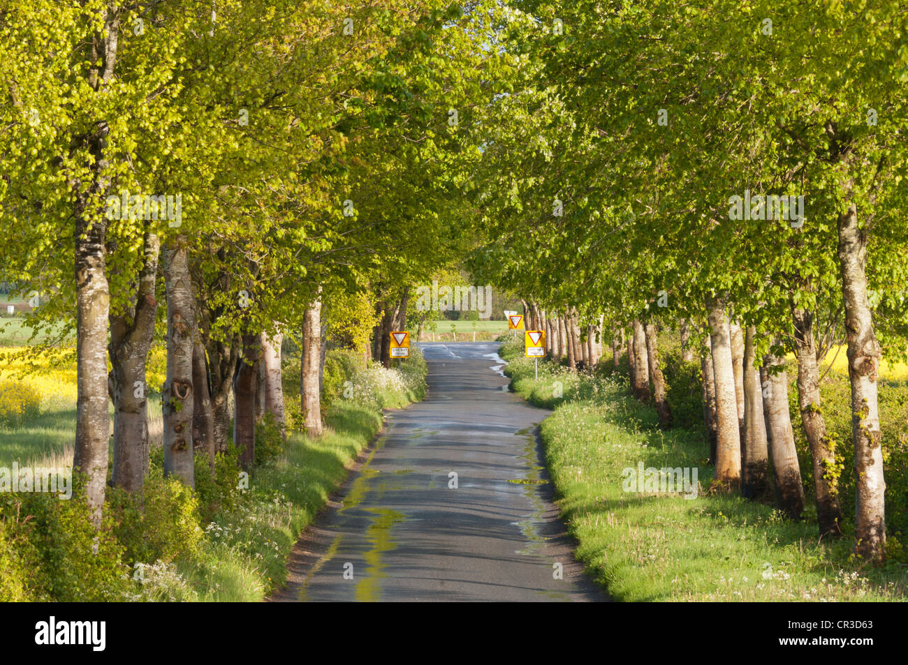 Strada rurale alberato vicino Kemble, Gloucestershire, Regno Unito Foto Stock