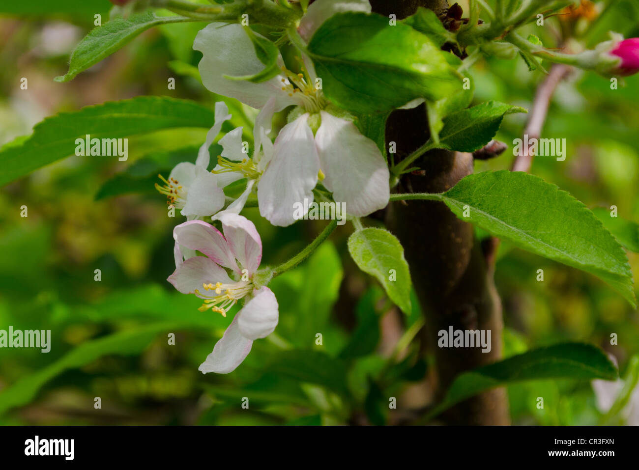 fiore di melo Foto Stock