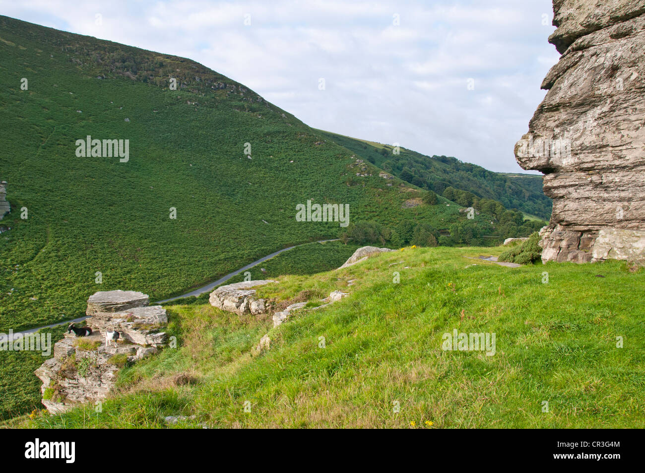 Lynton & Lynmouth,Lynemouth Bay,Valle delle rocce,Nord a piedi sentiero costiero Castle Rock,Exmoore pony,capre,campagna,Devon Foto Stock