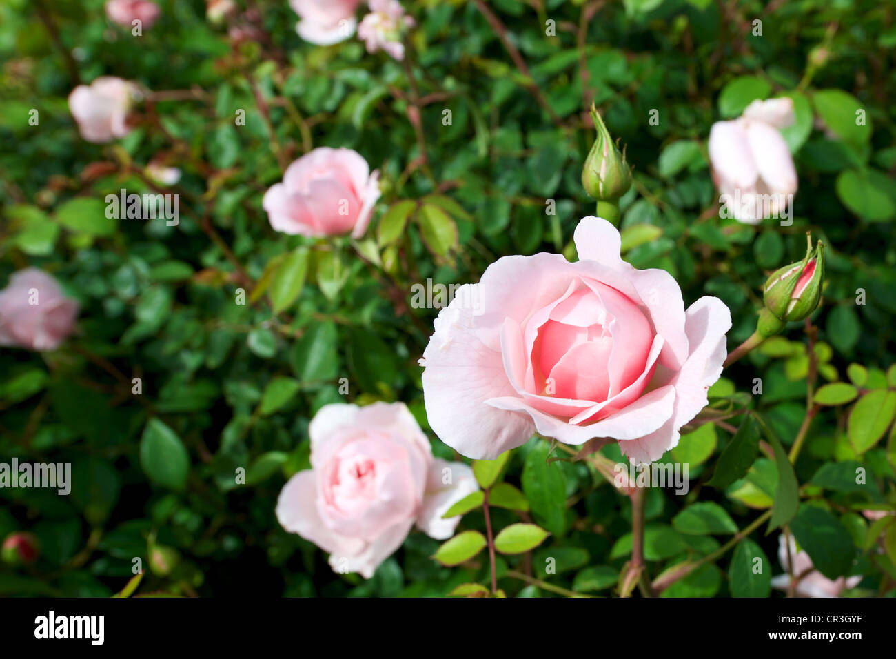 Fioritura Rose Rosa "la generosa giardiniere' Ausdrawn in giugno Foto Stock