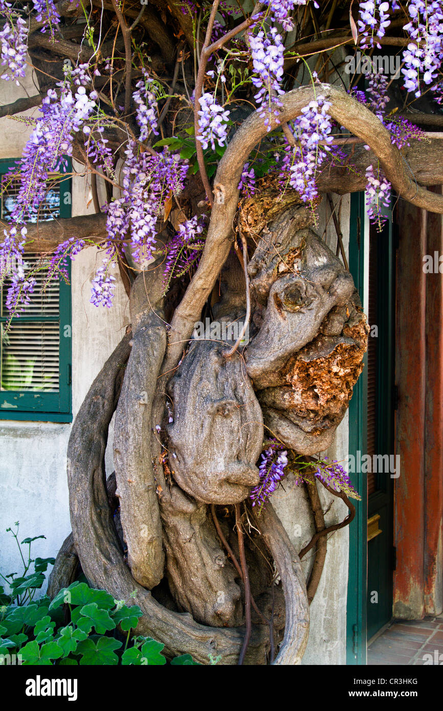 Nodose tronco di albero di glicine Foto Stock