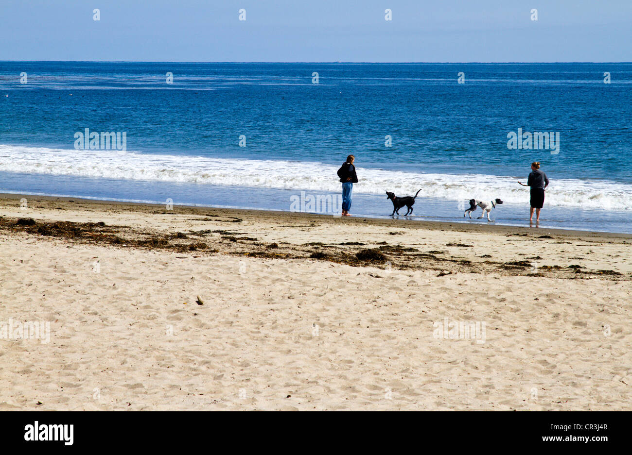 Giovane giocando con i cani sulla spiaggia di Santa Barbara in California" Foto Stock