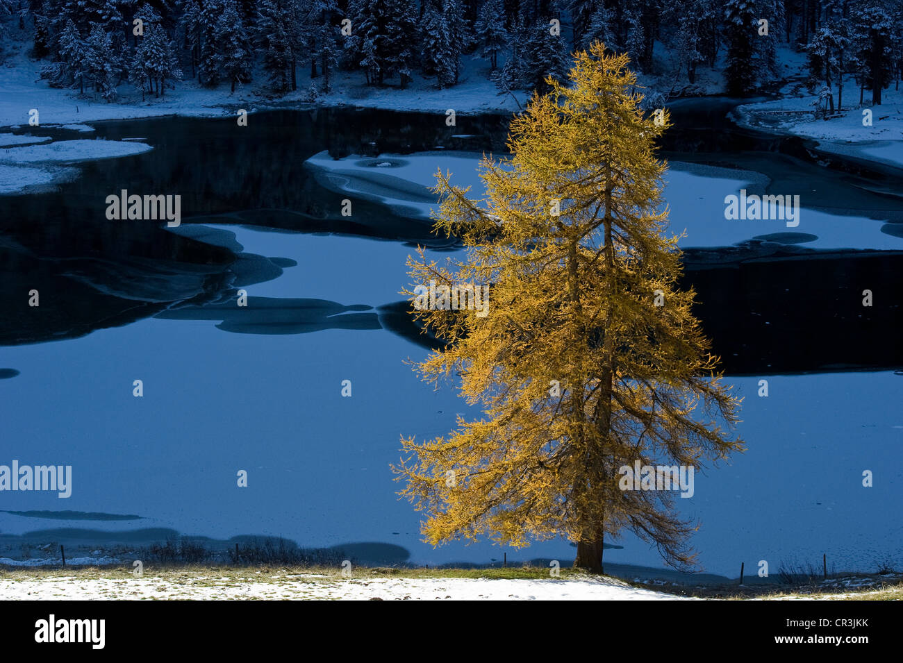 Il lago di Palpuogna, Lai da Palpuogna, con autunnale di larice, neve Berguen, Albula Pass del Cantone dei Grigioni, Svizzera, Europa Foto Stock