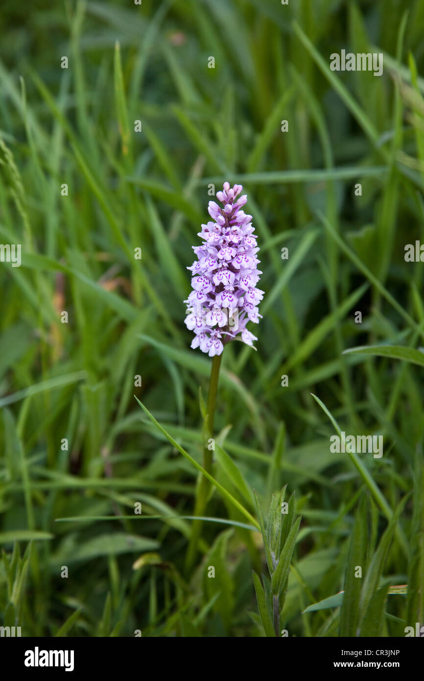 Avvistato comune (orchidea Dactylorhiza fuchsii), Hattingley, Hampshire, Inghilterra, Regno Unito. Foto Stock