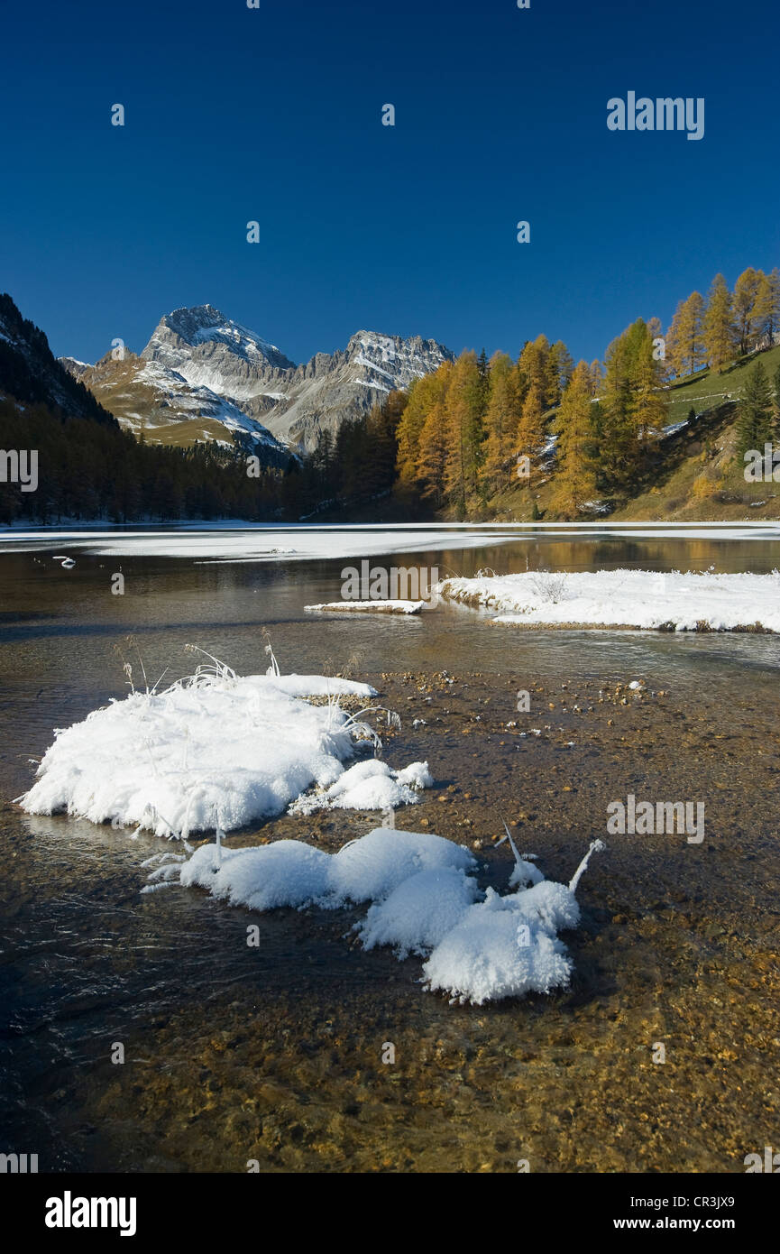 Il lago di Palpuogna, Lai da Palpuogna, con larici autunnali, neve Berguen, Albula Pass del Cantone dei Grigioni, Svizzera, Europa Foto Stock