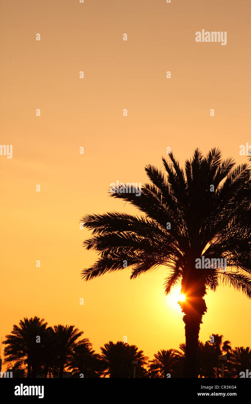 Tropical Palm tree con copyspace Foto Stock