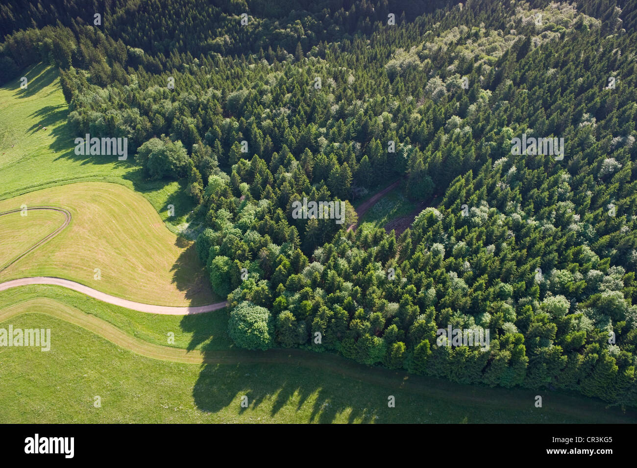 Vista aerea, la foresta di conifere e pascoli, Foresta Nera, Baden-Wuerttemberg, Germania, Europa Foto Stock