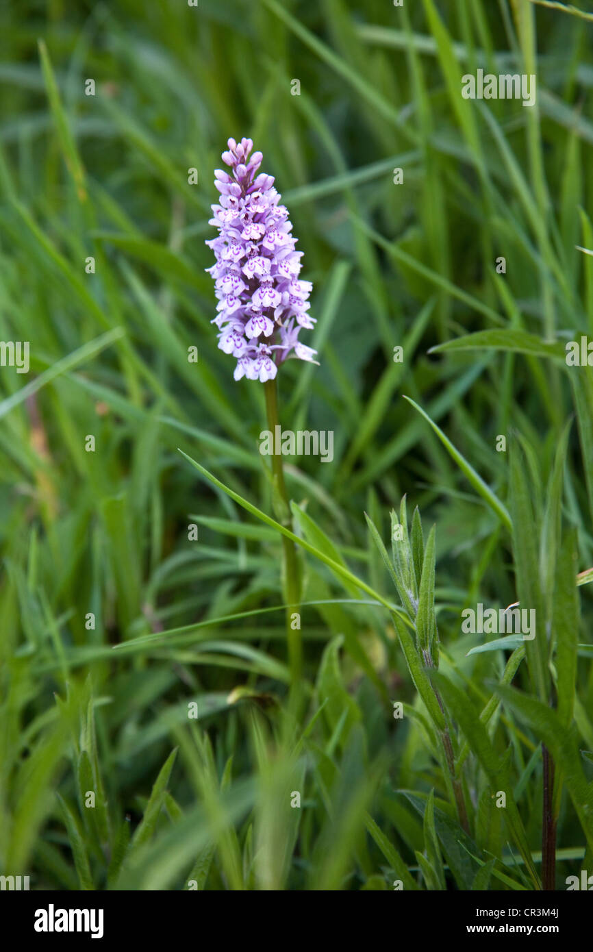 Avvistato comune (orchidea Dactylorhiza fuchsii), Hattingley, Hampshire, Inghilterra, Regno Unito. Foto Stock