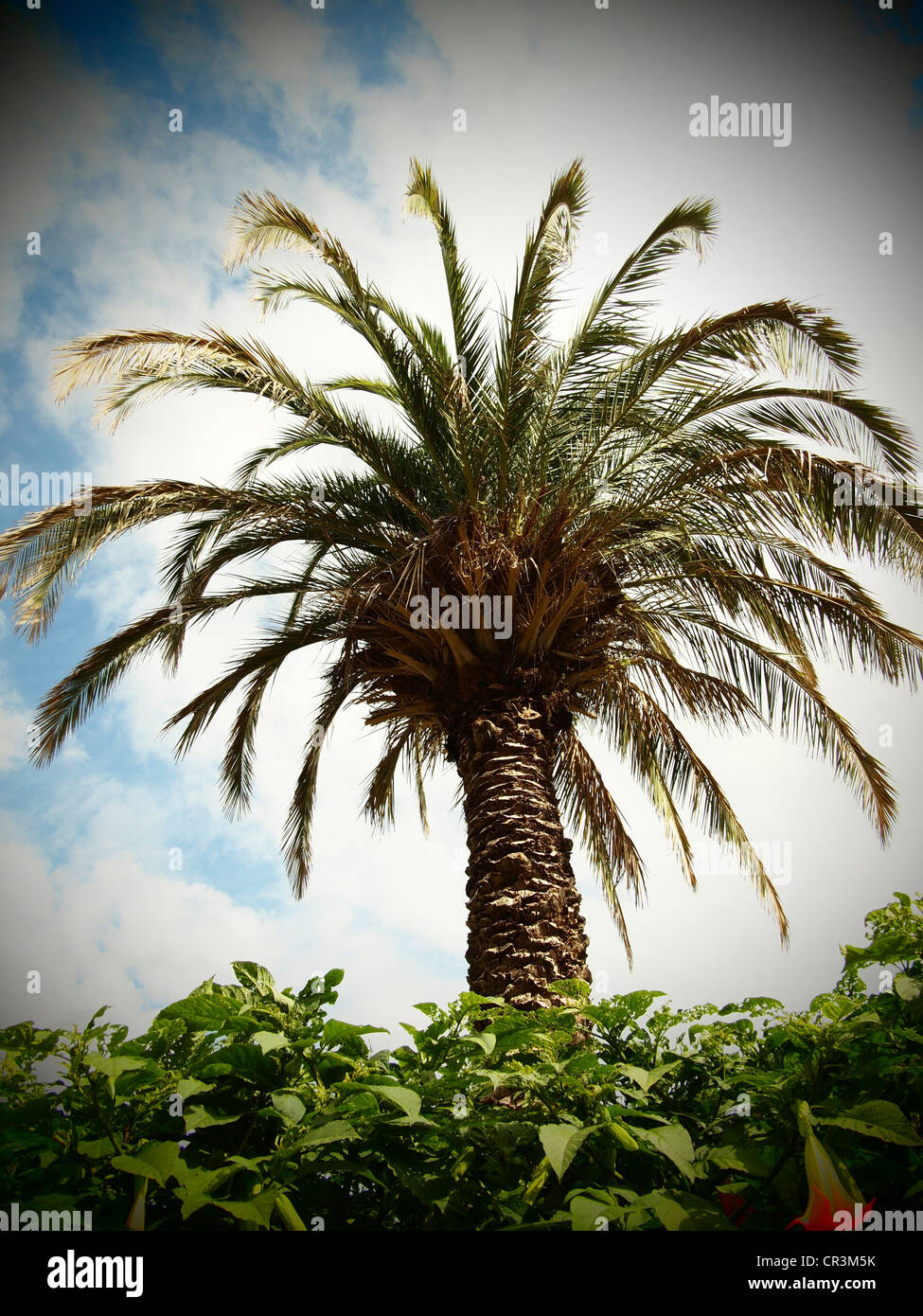Palm tree, look rétro, Bad Pyrmont, Bassa Sassonia, Germania, Europa Foto Stock