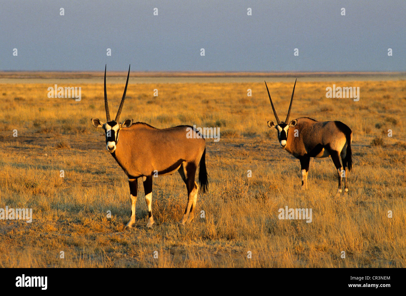 La Namibia, Kunene, Regione di Damaraland, il Parco Nazionale di Etosha, oryx nelle pianure del parco Foto Stock