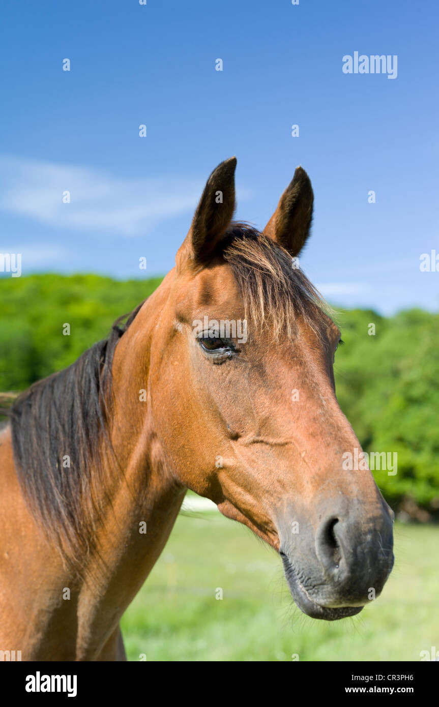 Cavallo marrone, ritratto Foto Stock