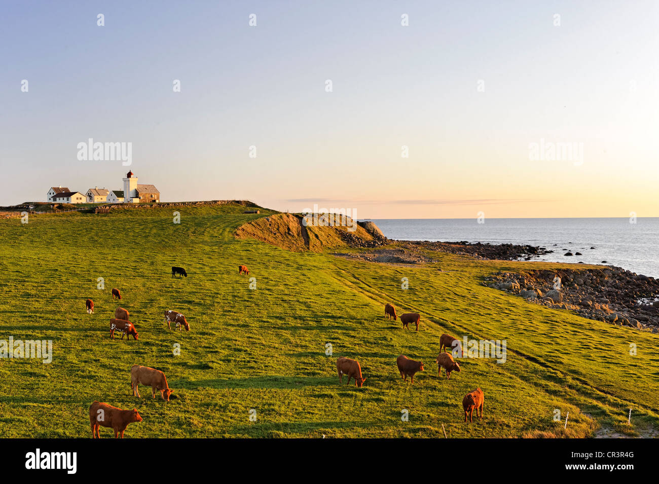 Bovini su un prato dal mare con Obrestad faro posteriore, Norvegia, Scandinavia, Europa Foto Stock