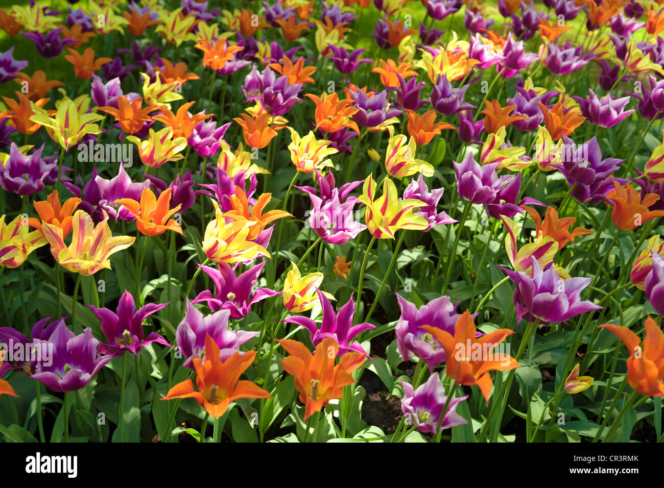 Tulipani colorati (Tulipa), campo di tulipani, Holland, Paesi Bassi, Europa Foto Stock
