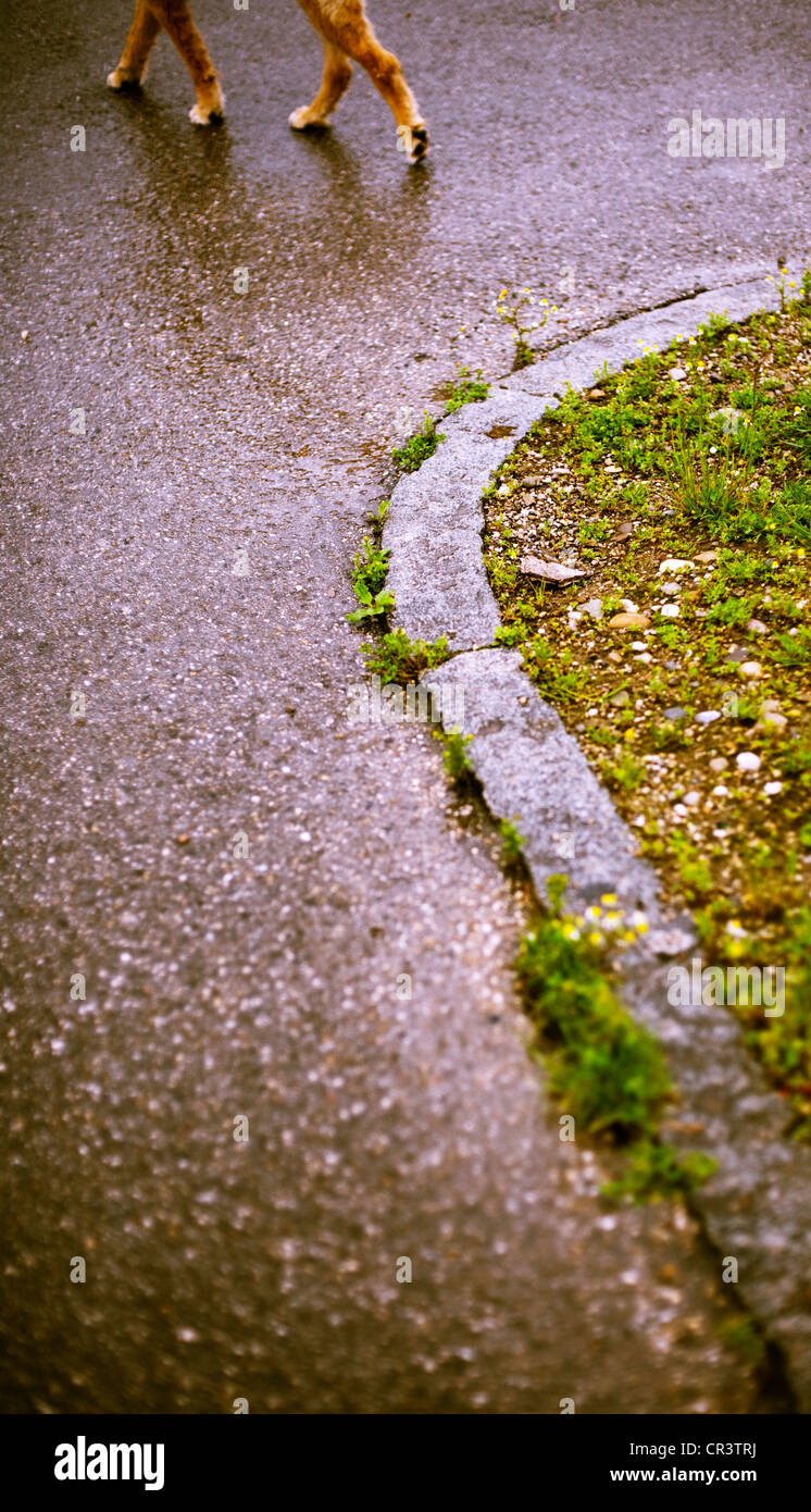 Zampe del cane Foto Stock