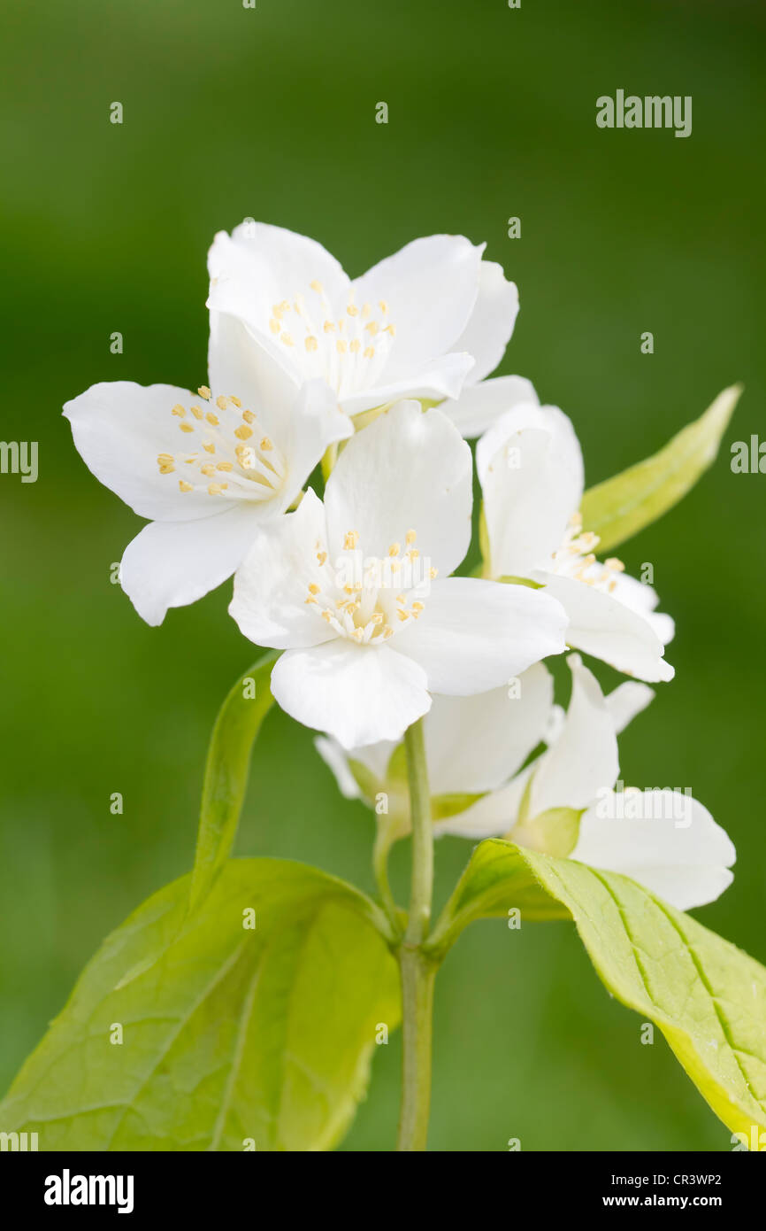 Fiore bianco del mock orange Foto Stock