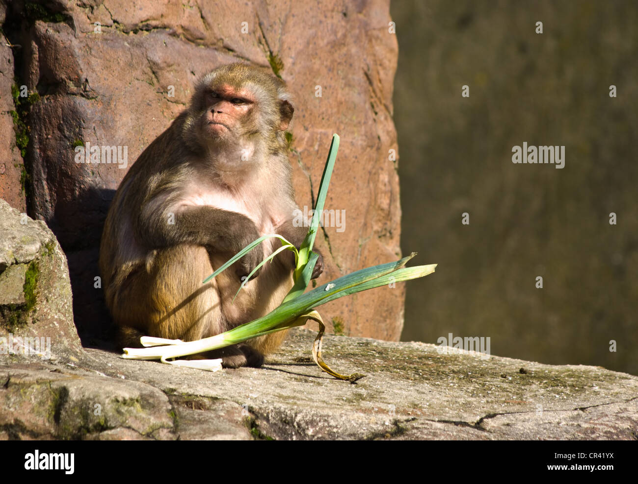 Scimmia Rhesus seduti al sole e mangiare le verdure Foto Stock