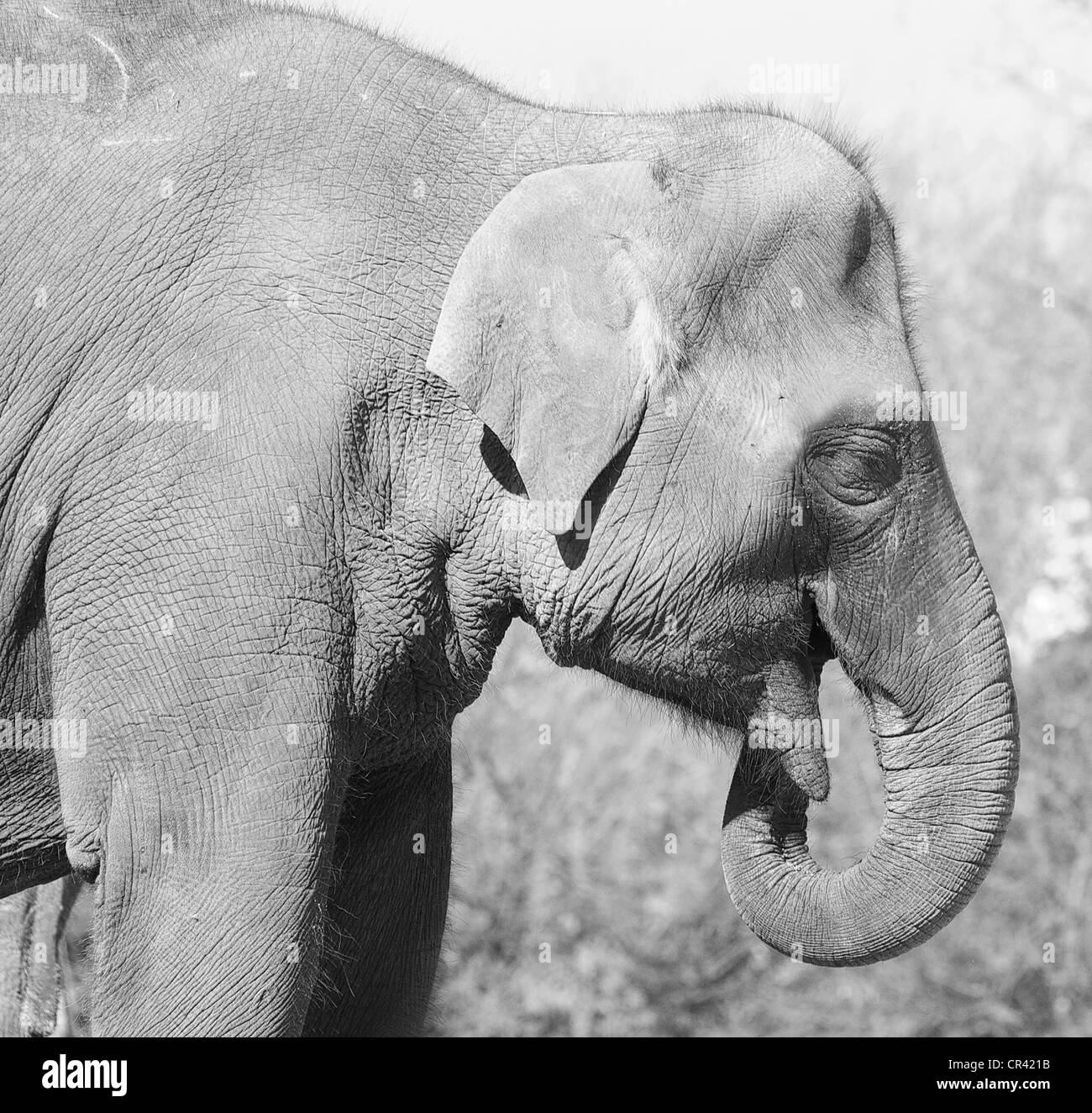 Elefante asiatico di mangiare - immagine in bianco e nero Foto Stock