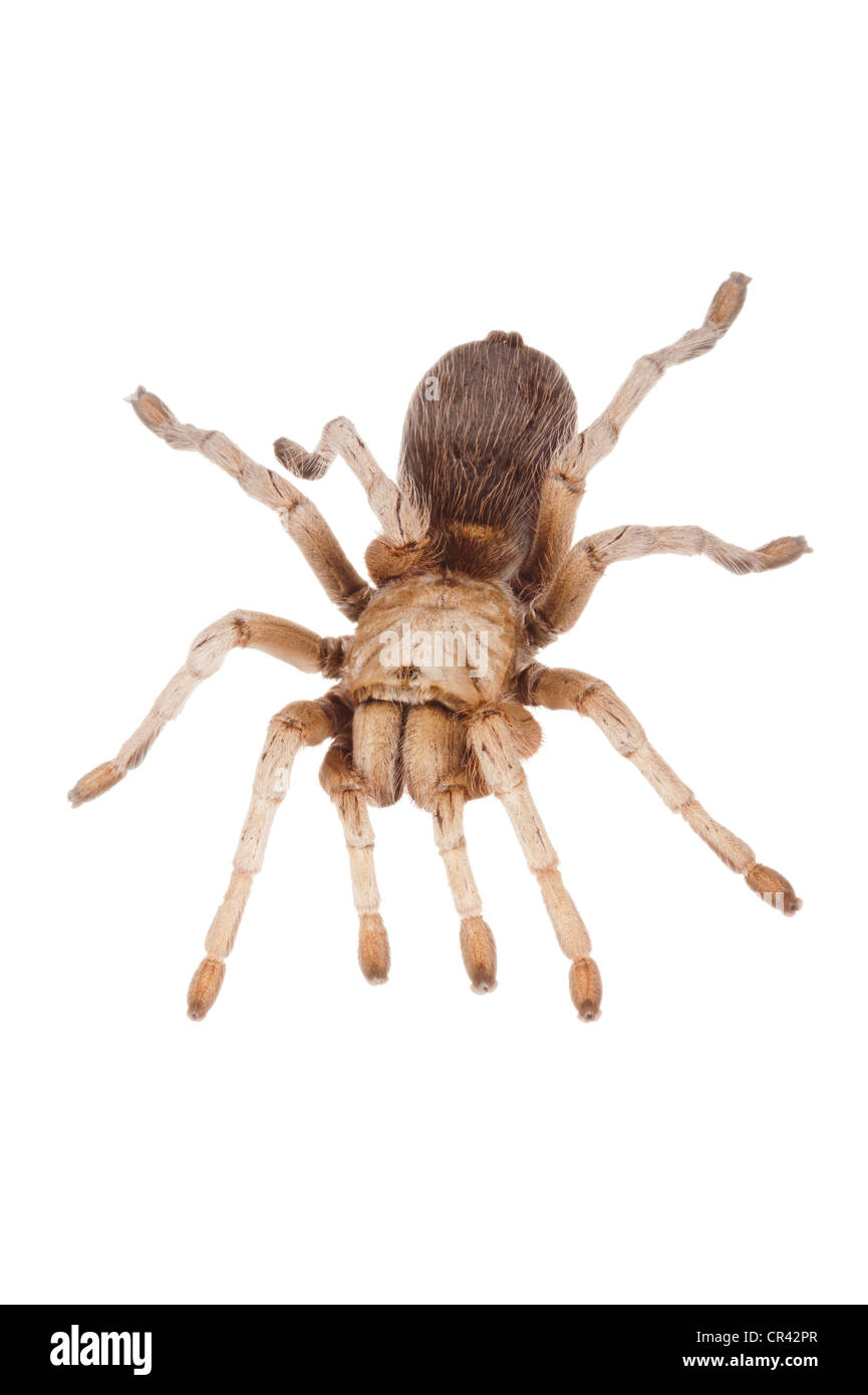 Bionda messicana Tarantula (Aphonopelma chalcodes) Foto Stock