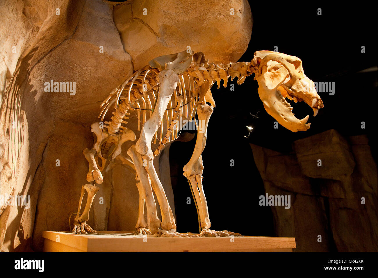 Francia, Savoie, Entremont le Vieux, Museo dell'orso delle caverne Foto Stock