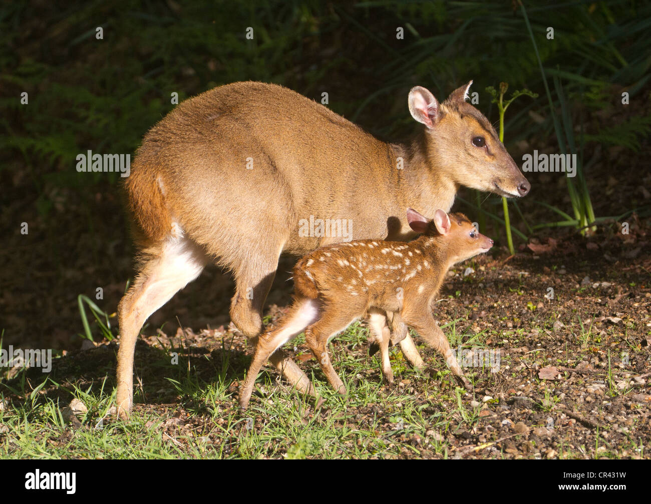 Muntjac Deer O Barking Deer, Doe E Fawn, Madre E Baby, Inghilterra Sudorientale, Regno Unito Foto Stock